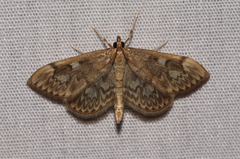 Anania plectilis