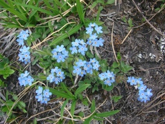 Eritrichium sericeum