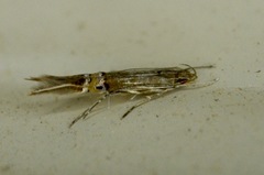 Cosmopterix fernaldella