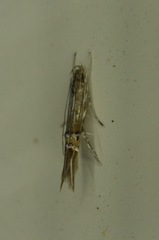 Cosmopterix fernaldella