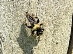 Laphria ephippium