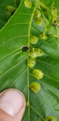 Phylloxera caryaefoliae