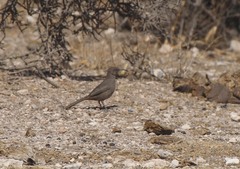 Toxostoma crissale