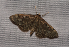 Anania plectilis