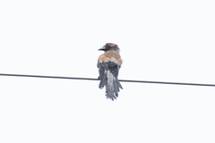 Dendrocitta formosae formosae