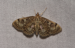 Anania plectilis