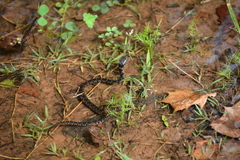 Nerodia erythrogaster