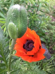 Papaver