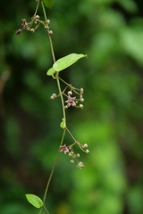 Vincetoxicum oshimae