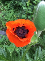 Papaver