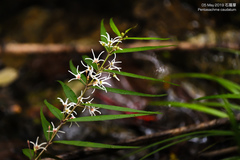 Pentasachme caudatum