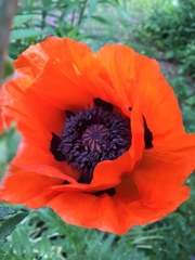 Papaver