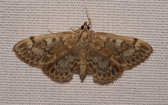 Anania plectilis