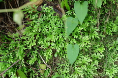 Selaginella repanda