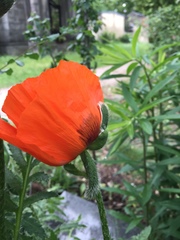 Papaver