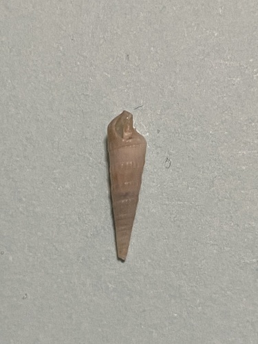 Terebra vinosa, 2024-06-14