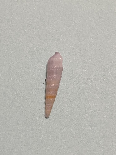 Terebra vinosa, 2024-06-14