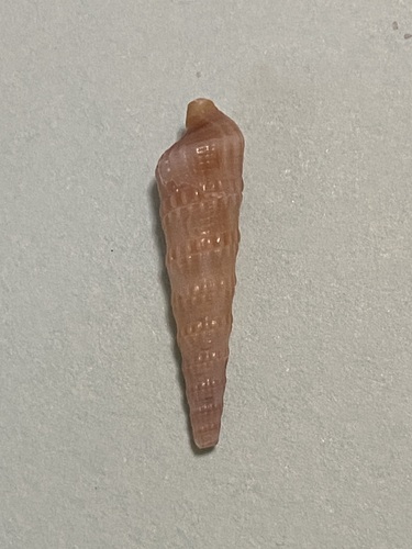 Terebra vinosa, 2024-06-14