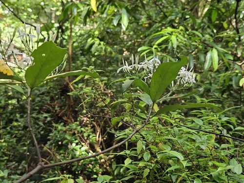Tarenna gracilipes, photograph 2