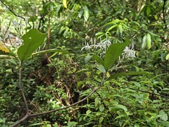 Tarenna gracilipes, photograph 胡正恆(Jackson Hu), CC BY, iNaturalist via GBIF