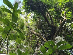 Tarenna gracilipes, photograph 胡正恆(Jackson Hu), CC BY, iNaturalist via GBIF