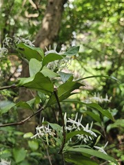 Tarenna gracilipes, photograph 胡正恆(Jackson Hu), CC BY, iNaturalist via GBIF