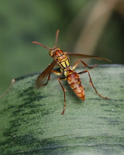 Polistes japonicus photo 5
