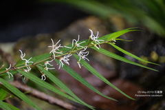 Pentasachme caudatum