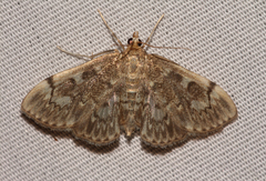 Anania plectilis