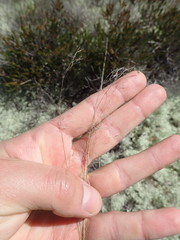 Piptatheropsis pungens