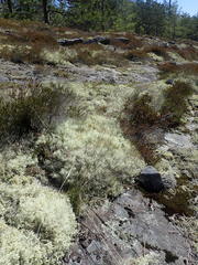 Piptatheropsis pungens