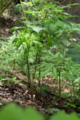 Amorphophallus henryi