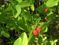 Lonicera chamissoi