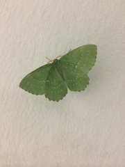 Geometra papilionaria