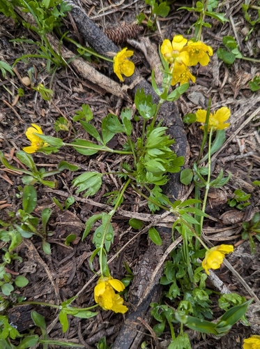 Image of Ranunculus eschscholtzii by (c) John A Haskins, some rights reserved (CC BY)