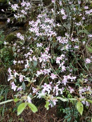 Rhododendron breviperulatum