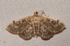 Anania plectilis
