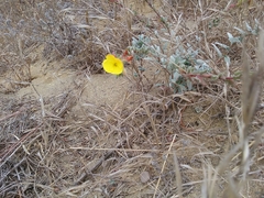 Camissoniopsis cheiranthifolia