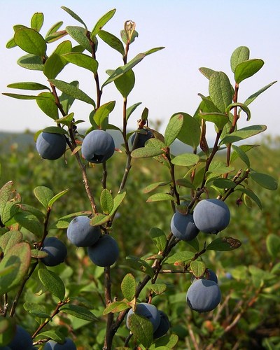 Vaccinium uliginosum L.