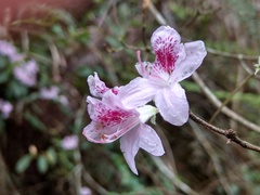 Rhododendron breviperulatum