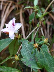 Rhododendron breviperulatum