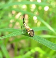 Alabonia staintoniella