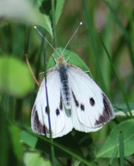 Pieris brassicae
