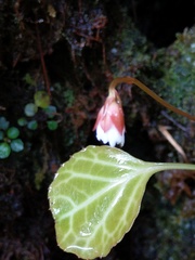 Shortia rotundifolia