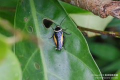 Hemithyrsocera vittata