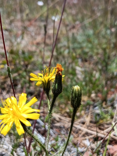 Parry's hawkweed (Hieracium parryi)