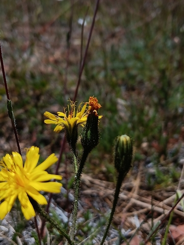 Image of Hieracium parryi by no rights reserved