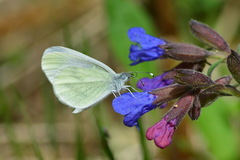 Dismorphiinae