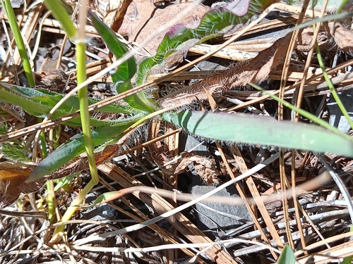 Image of Hieracium parryi by no rights reserved