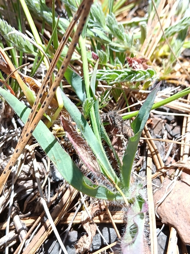 Image of Hieracium parryi by no rights reserved